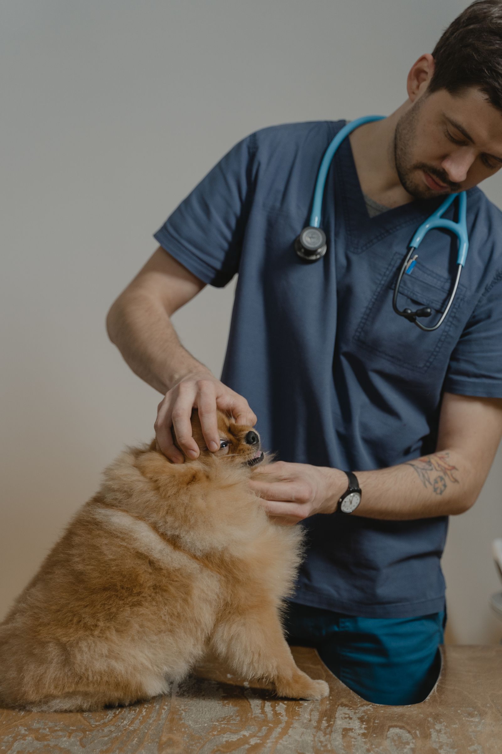 Veterinário examinando cachorro